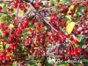 Obelis japoninė ,Tina' (lot. Malus toringo)